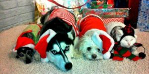 pets in christmas