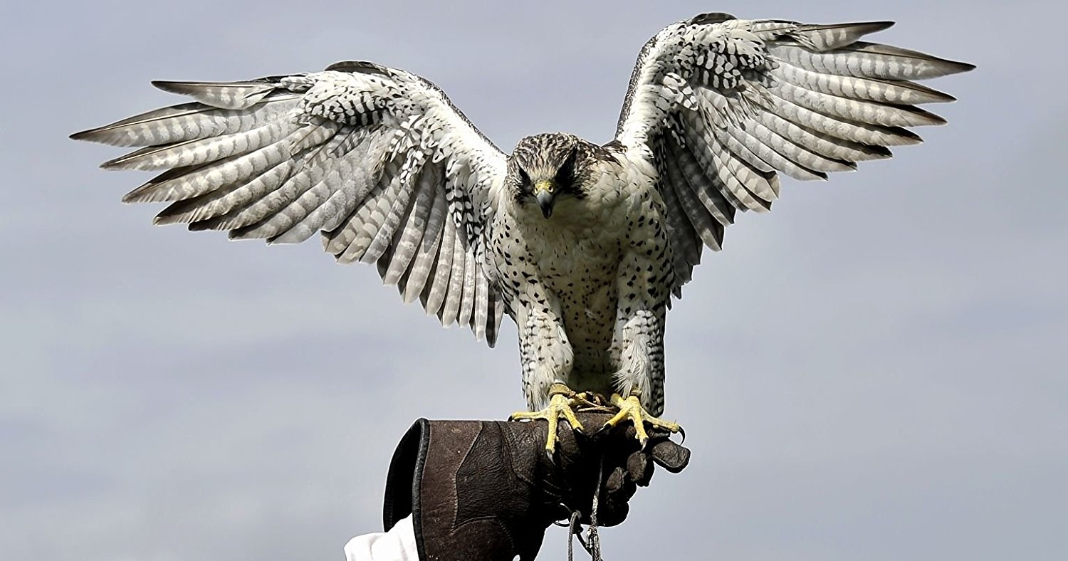 half-day-introduction-to-bird-of-prey-in-united-kingdom-for-two