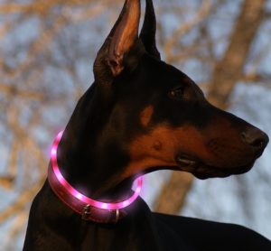led-dog-collar