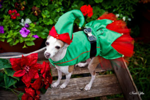 Dog elf costume